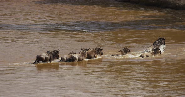 Gnus running in water