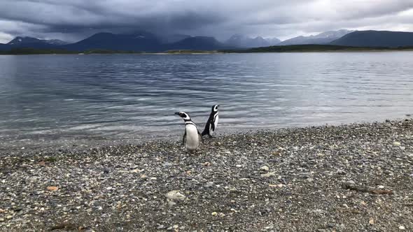 Walking with the Penguins  by the beach, summer of Martillo Island, Ushuaia, Argentina