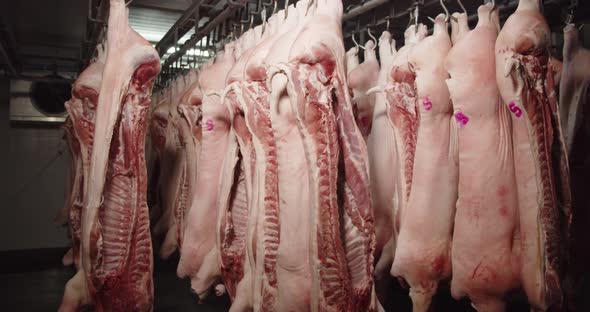 Pork Carcasses Hung On Hooks In The Freezer For Processing Into Sausages