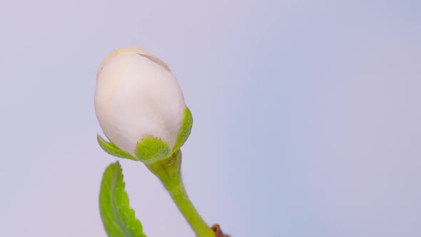 Time Lapse Flowering Flowers of Cherry Plum