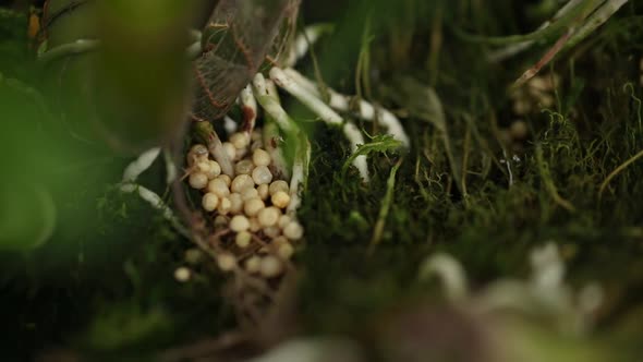 Close Up Footage of Orchid Chemical Fertilizer In Use