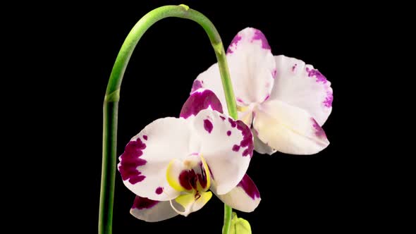 Blooming White - Magenta Orchid Phalaenopsis Flower