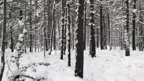 Falling snow in forest at winter