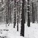 Falling snow in forest at winter - VideoHive Item for Sale