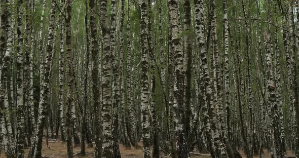 Birch forest near Le Plan de Monfort, the Cevennes National park, Lozere department, France