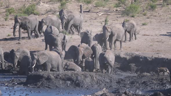 Herd of African Bush elephants arriving at a waterhole
