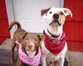 Two Dogs Sit by The Door Outside Looking at the Camera - PhotoDune Item for Sale