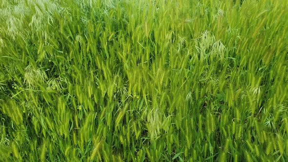 Blooming wild foxtail plants on a picturesque summer meadow