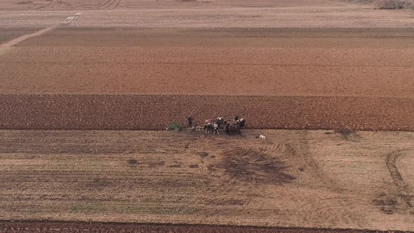 Aerial View of Amish Farm Worker Turning the Field in Early Spring as Seen by a Drone