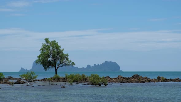 Landscape of the island, the sea and trees