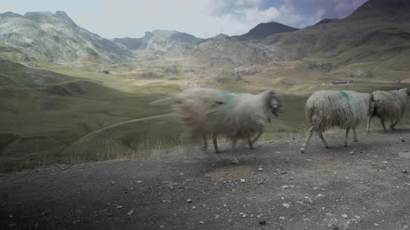 View of Herd of Sheeps Walking By the Side of the Road Leading Towards the Grazing Fields By the