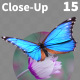 Butterfly Blue Morpho 15 - VideoHive Item for Sale