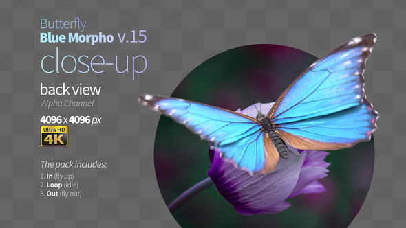 Butterfly Blue Morpho 15