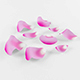 Pink Petals - 3DOcean Item for Sale