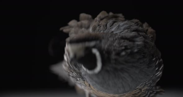 Fluffy Feathers of a California Quail Walking Around the Studio