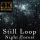 Night Forest V1 Still - VideoHive Item for Sale
