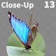 Butterfly Blue Morpho 13 - VideoHive Item for Sale