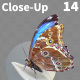 Butterfly Blue Morpho 14 - VideoHive Item for Sale