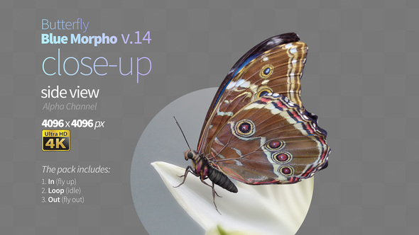 Butterfly Blue Morpho 14