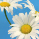Daisies On Blue Close-Ip - VideoHive Item for Sale