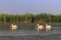 white pelicans in Danube Delta, Romania - PhotoDune Item for Sale