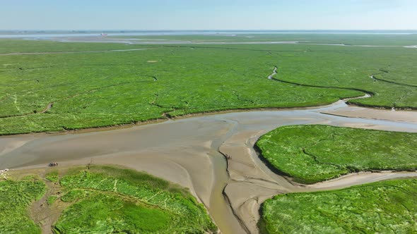 Long aerial shot of bright green wetlands with grass, bushes and small rivers leading into the sea,