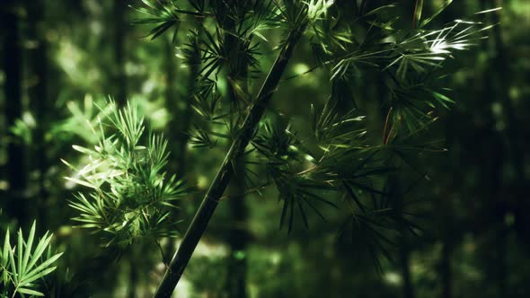 Green Bamboo Forest in Hawaii