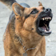 Dog Barking