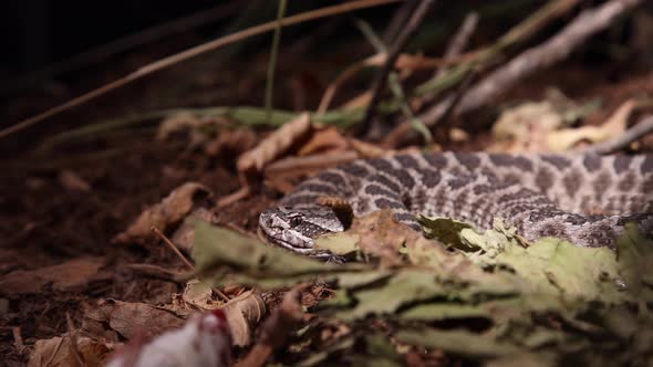 rattlesnake upset with snake wrangler nearby rattle going slomo