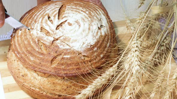 woman is cutting slowly whole grains rye white flour bread on wooden board with knife.wheat ears