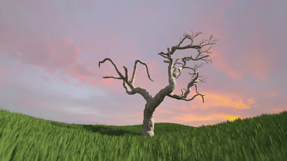 Euro Tree Growing With Sunset
