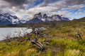 Dead trees on the shore of the mountain lake. National Park Torres del Paine, Chile. - PhotoDune Item for Sale
