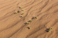 Green plant growing out of the desert sand. Concept of life. - PhotoDune Item for Sale