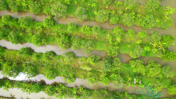 An aerial view over banana and durian plantations