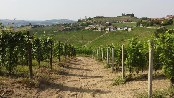 Vineyard Agriculture in Barbaresco Monferrato, Piedmont