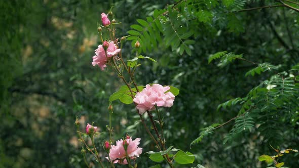 Rose Flowers Outside In The Rain