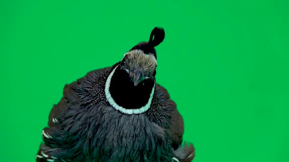 California Quail on a Green Screen. Close Up