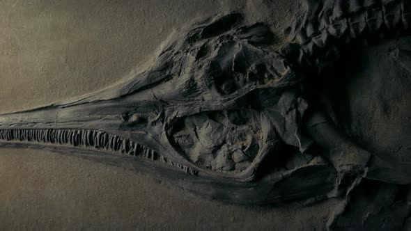 Jurassic Fish Fossil Moving Shot