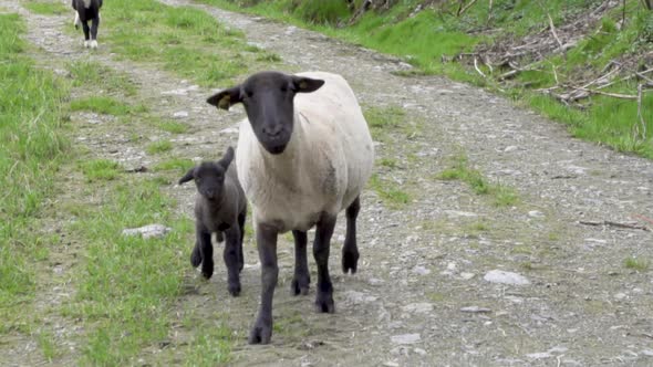 Suffolk breed mother sheep and small lamb walking towards the camera_slomo