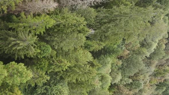 Vertical Video Aerial View of Trees in the Forest