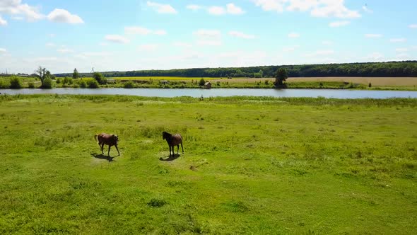 Horses Grazing In Pasture