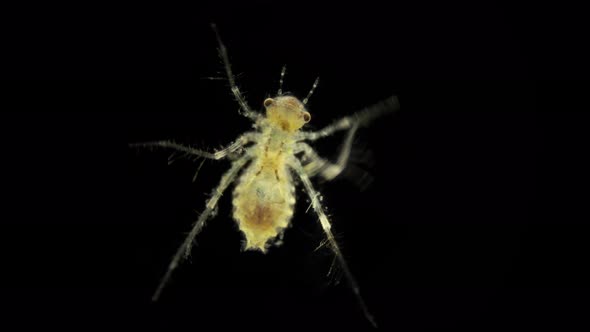 A Dragonfly Larva or Nymph Under a Microscope Order Odonata of the Libellulidae Family