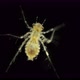 A Dragonfly Larva or Nymph Under a Microscope Order Odonata of the Libellulidae Family - VideoHive Item for Sale