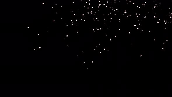 Cherry Blossom Falling With Alpha 4K alt