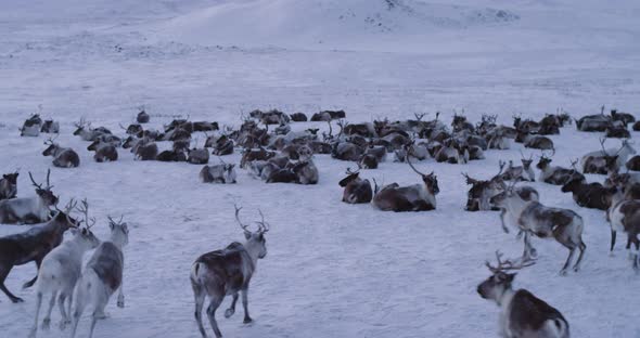 A Big Reindeers Herd in the the Middle of Arctic