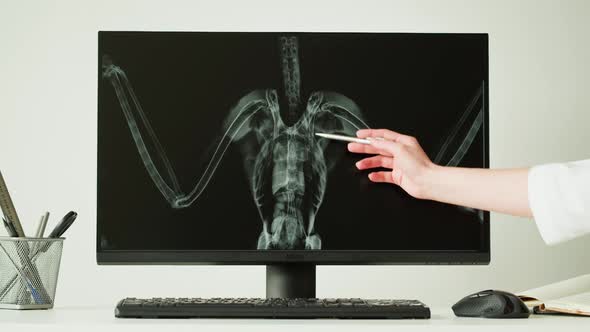 Doctor Veterinarian Examining Bird Skeleton Roentgen on Computer Monitor