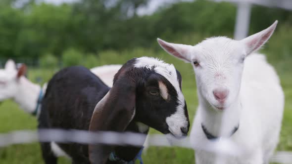 Static handheld shot of brown and white goat staring in green pasture