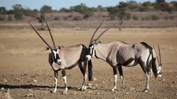 Gemsbok Antelopes - Kalahari Desert