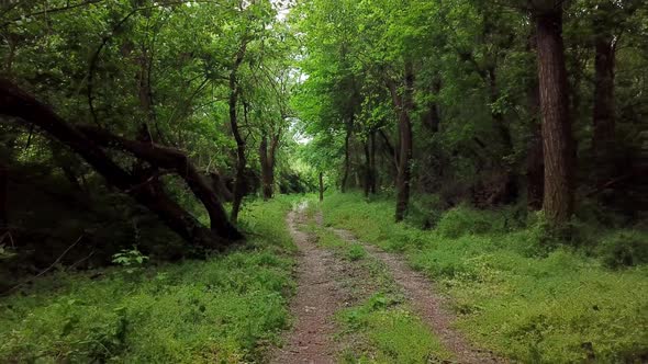 Aerial Moving Between Trees in Fantasy Forest