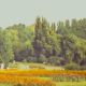 Daily Promenade